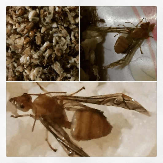 17855523_10213323978197988_5715446573718271790_o